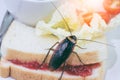 The problem in the house because of cockroaches living in the kitchen.Cockroach eating whole wheat bread on white background Royalty Free Stock Photo