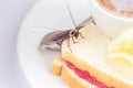 The problem in the house because of cockroaches living in the kitchen.Cockroach eating whole wheat bread on white background Royalty Free Stock Photo