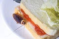 The problem in the house because of cockroaches living in the kitchen.Cockroach eating whole wheat bread on white background Royalty Free Stock Photo