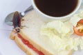 The problem in the house because of cockroaches living in the kitchen.Cockroach eating whole wheat bread on white background Royalty Free Stock Photo