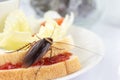 The problem in the house because of cockroaches living in the kitchen.Cockroach eating whole wheat bread on white backgroundIsola Royalty Free Stock Photo