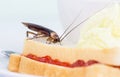 The problem in the house because of cockroaches living in the kitchen.Cockroach eating whole wheat bread on white backgroundIsola Royalty Free Stock Photo