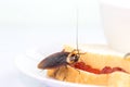 The problem in the house because of cockroaches living in the kitchen.Cockroach eating whole wheat bread on white backgroundIsola Royalty Free Stock Photo