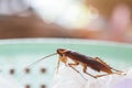 The problem in the house because of cockroaches living in the kitchen.Cockroach eating whole wheat bread on white backgroundIsola Royalty Free Stock Photo