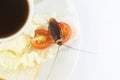 The problem in the house because of cockroaches living in the kitchen.Cockroach eating whole wheat bread on white backgroundIsola Royalty Free Stock Photo