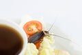 The problem in the house because of cockroaches living in the kitchen.Cockroach eating whole wheat bread on white background Royalty Free Stock Photo