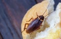 The problem in the house because of cockroaches living in the kitchen.Cockroach eating whole wheat bread on wooden table.