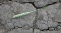 The problem of the lost grain harvest. Dry earth, cracked from the heat, on which an ear of wheat lies. Lost rye on dry soil.