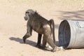 Problems with baboon eating in the trash bin Royalty Free Stock Photo