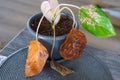 Problems in cultivation on sheet of aglaonema - leaves affected by black rot, overflow of plant, rotting of roots Royalty Free Stock Photo