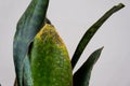 Problems of growing sansevieria, fungus on leaves, infection, yellow leaves, root rot. Plant rescue, treatment of diseases of