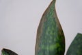 Problems of growing sansevieria, fungus on leaves, infection, yellow leaves, root rot. Plant rescue, treatment of diseases of