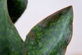 Problems of growing sansevieria, fungus on leaves, infection, yellow leaves, root rot. Plant rescue, treatment of diseases of