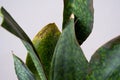 Problems of growing sansevieria, fungus on leaves, infection, yellow leaves, root rot. Plant rescue, treatment of diseases of