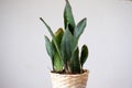 Problems of growing sansevieria, fungus on leaves, infection, yellow leaves, root rot. Plant rescue, treatment of diseases of