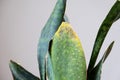 Problems of growing sansevieria, fungus on leaves, infection, yellow leaves, root rot. Plant rescue, treatment of diseases of