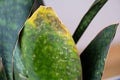 Problems of growing sansevieria, fungus on leaves, infection, yellow leaves, root rot. Plant rescue, treatment of diseases of