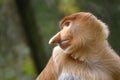 Probocius monkey aka bekantan Royalty Free Stock Photo