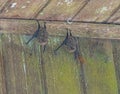 Proboscis Bats Resting in a Building Eave Royalty Free Stock Photo