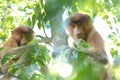 Proboscis Monkey