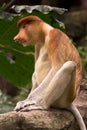 Proboscis monkey