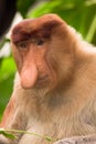 Proboscis monkey