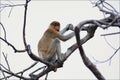 Proboscis Monkey. Royalty Free Stock Photo