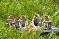 Proboscis monkey