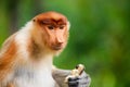 Proboscis monkey