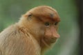 Proboscis Monkey