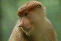 Proboscis monkey Royalty Free Stock Photo