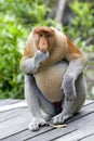 Proboscis monkey