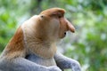 Proboscis monkey