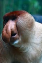 Proboscis Monkey