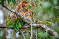 Proboscis monkey baby sucks its mother`s breast milk. Royalty Free Stock Photo