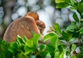 Proboscis monkey Royalty Free Stock Photo