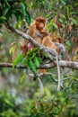 Proboscis monkey Royalty Free Stock Photo