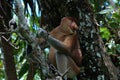 Proboscis Monkey, Baco National park, Borneo, Malaysia Royalty Free Stock Photo