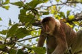 Proboscis Monkey, Baco National park, Borneo, Malaysia Royalty Free Stock Photo