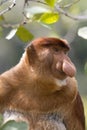 Proboscis monkey, Borneo