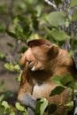 Proboscis monkey, Borneo Royalty Free Stock Photo