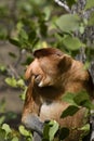 Proboscis monkey, Borneo