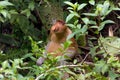 Proboscis monkey in borneo jungle