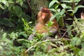 Proboscis monkey in borneo jungle