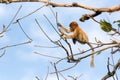 Proboscis monkey in borneo jungle Royalty Free Stock Photo
