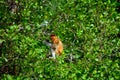 Proboscis monkey, Borneo, Malaysia Royalty Free Stock Photo
