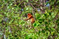 Proboscis monkey, Borneo, Malaysia Royalty Free Stock Photo