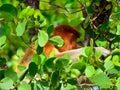 Proboscis monkey, Borneo, Malaysia Royalty Free Stock Photo