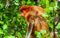 Proboscis monkey, Borneo, Malaysia Royalty Free Stock Photo