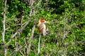 Proboscis monkey, Borneo, Malaysia Royalty Free Stock Photo